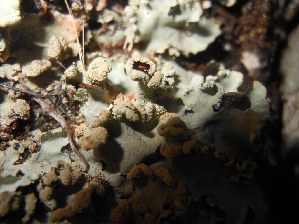 Parmotrema sp.  su granito